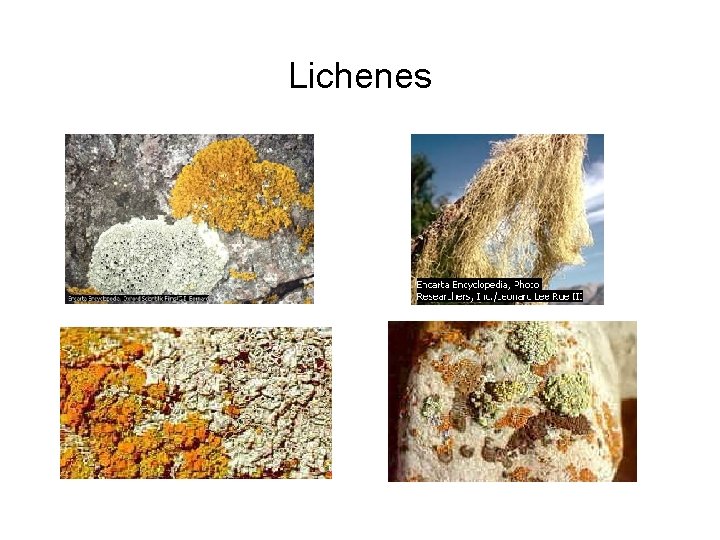 Lichenes 