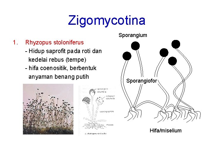 Zigomycotina Sporangium 1. Rhyzopus stoloniferus - Hidup saprofit pada roti dan kedelai rebus (tempe)