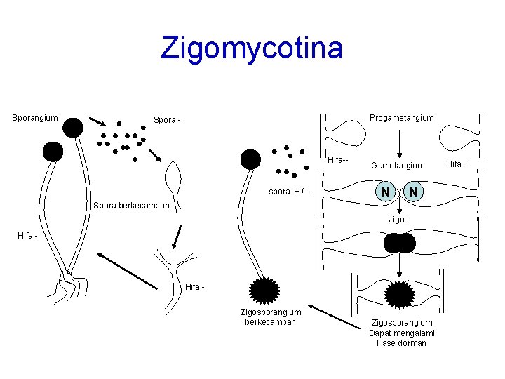Zigomycotina Sporangium Progametangium Spora - Hifa-- spora + / - Gametangium N N Spora