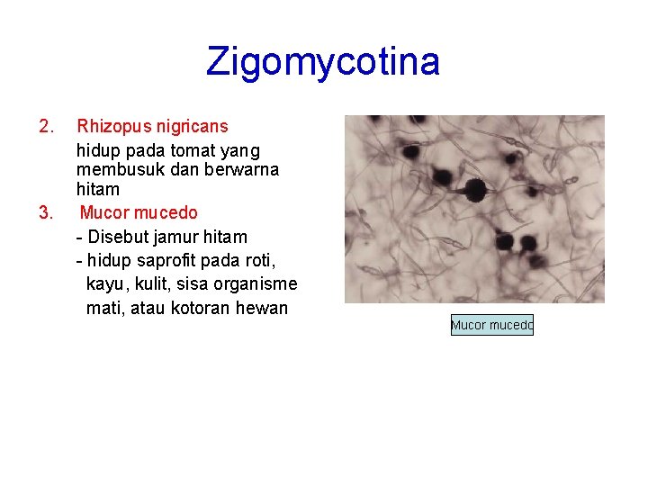 Zigomycotina 2. 3. Rhizopus nigricans hidup pada tomat yang membusuk dan berwarna hitam Mucor