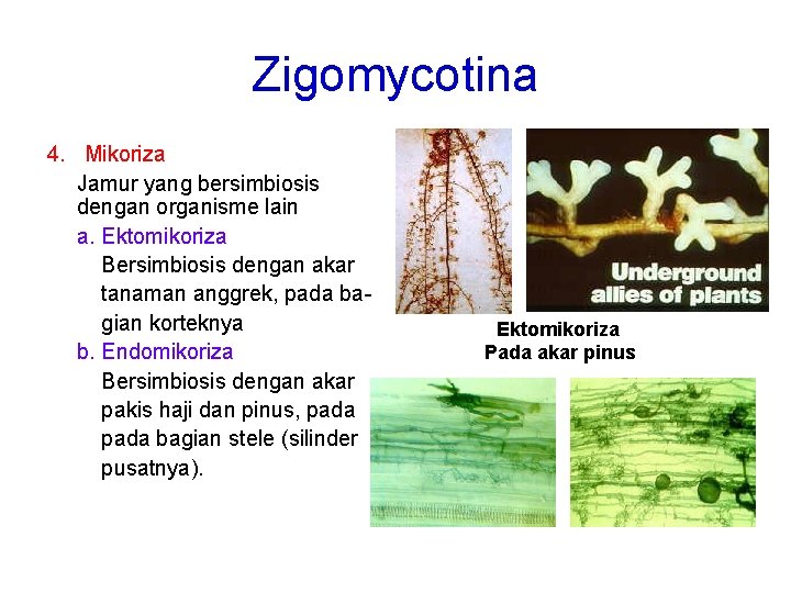 Zigomycotina 4. Mikoriza Jamur yang bersimbiosis dengan organisme lain a. Ektomikoriza Bersimbiosis dengan akar