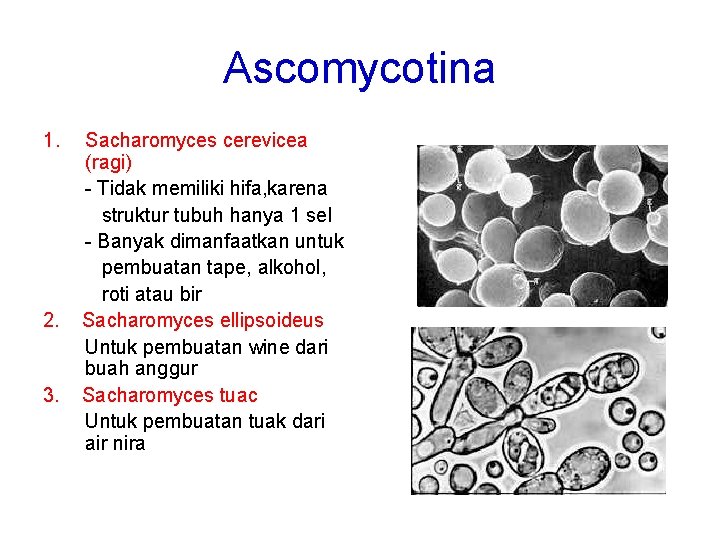 Ascomycotina 1. 2. 3. Sacharomyces cerevicea (ragi) - Tidak memiliki hifa, karena struktur tubuh