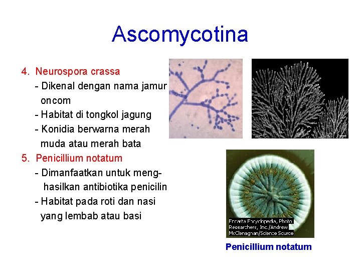 Ascomycotina 4. Neurospora crassa - Dikenal dengan nama jamur oncom - Habitat di tongkol