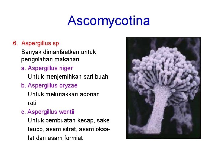 Ascomycotina 6. Aspergillus sp Banyak dimanfaatkan untuk pengolahan makanan a. Aspergillus niger Untuk menjernihkan