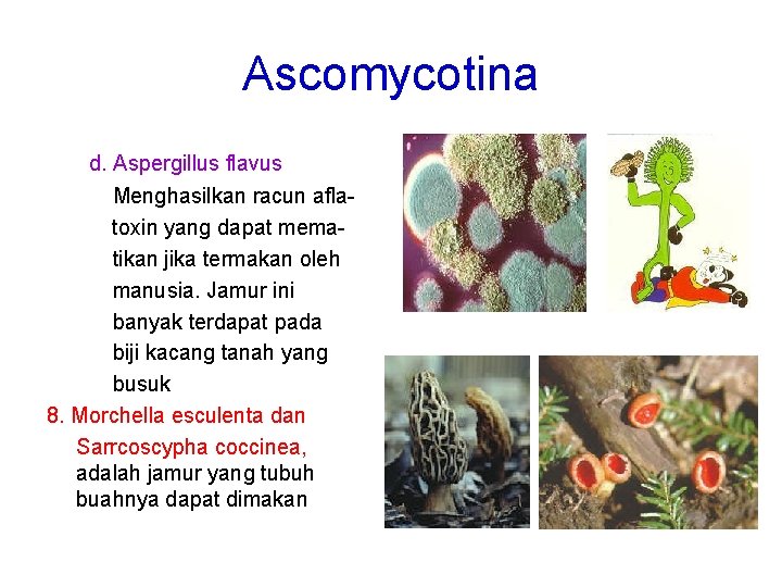 Ascomycotina d. Aspergillus flavus Menghasilkan racun aflatoxin yang dapat mematikan jika termakan oleh manusia.