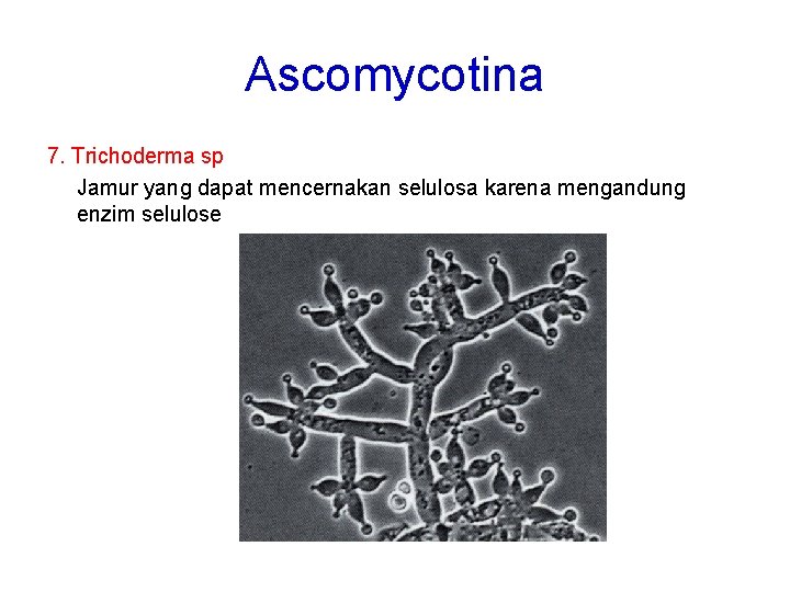 Ascomycotina 7. Trichoderma sp Jamur yang dapat mencernakan selulosa karena mengandung enzim selulose 