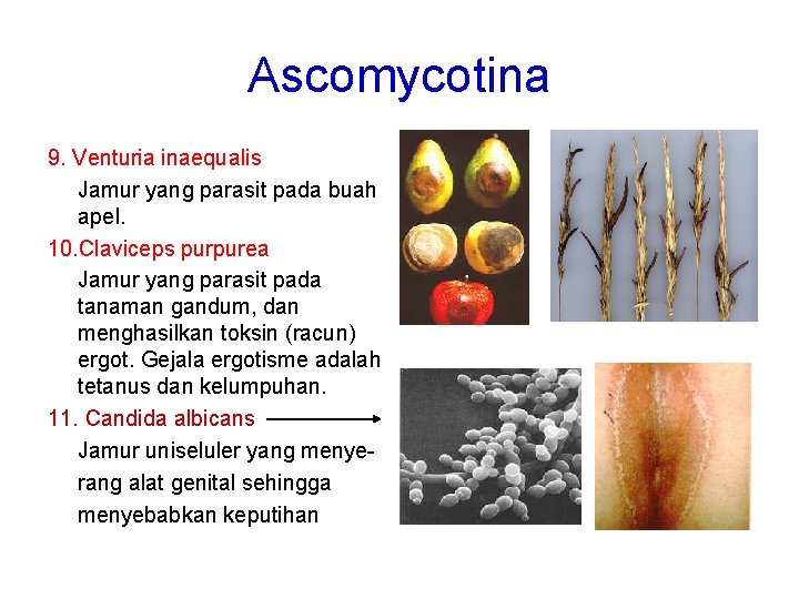 Ascomycotina 9. Venturia inaequalis Jamur yang parasit pada buah apel. 10. Claviceps purpurea Jamur