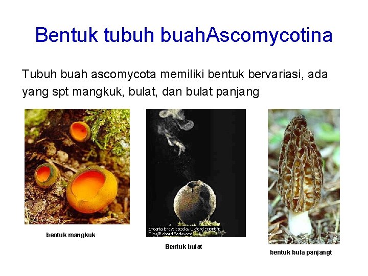 Bentuk tubuh buah. Ascomycotina Tubuh buah ascomycota memiliki bentuk bervariasi, ada yang spt mangkuk,