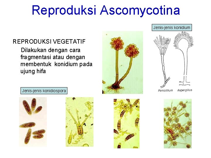 Reproduksi Ascomycotina Jenis-jenis konidium REPRODUKSI VEGETATIF Dilakukan dengan cara fragmentasi atau dengan membentuk konidium