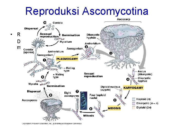 Reproduksi Ascomycotina • REPRODUKSI GENERATIF Dilakukan dengan menggunakan ascus 