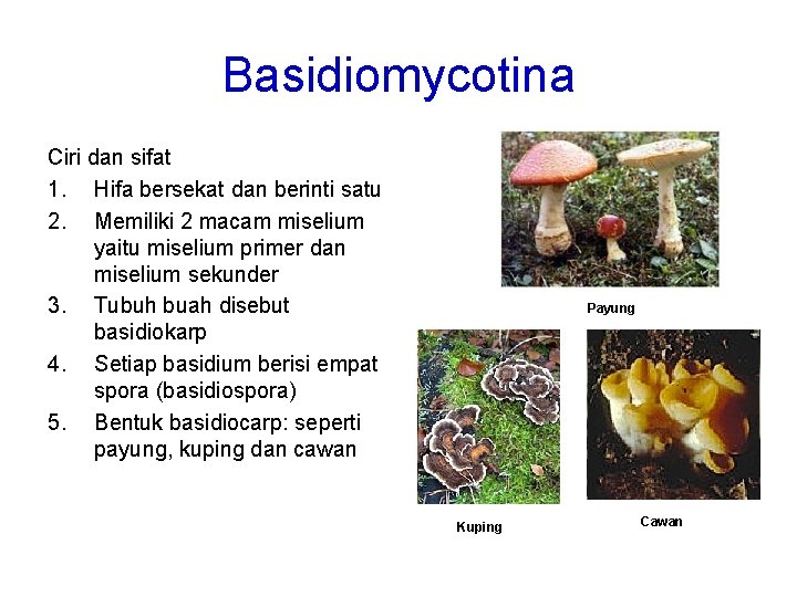 Basidiomycotina Ciri dan sifat 1. Hifa bersekat dan berinti satu 2. Memiliki 2 macam