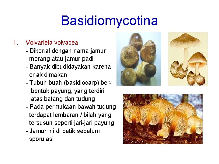 Basidiomycotina 1. Volvariela volvacea - Dikenal dengan nama jamur merang atau jamur padi -