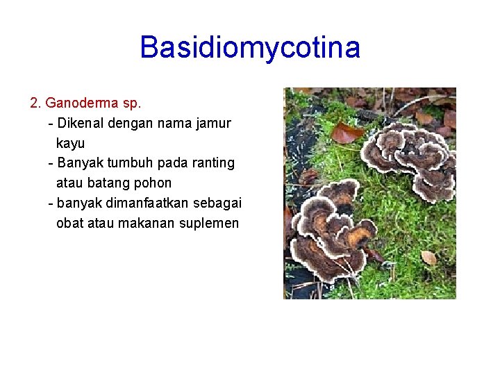 Basidiomycotina 2. Ganoderma sp. - Dikenal dengan nama jamur kayu - Banyak tumbuh pada