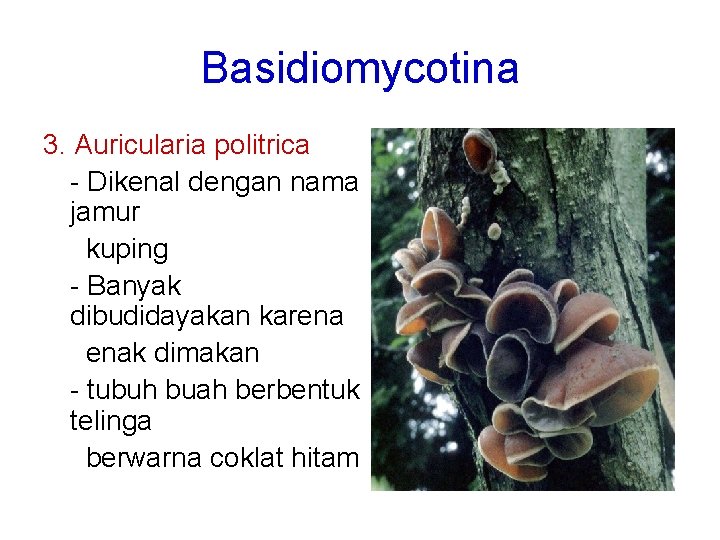 Basidiomycotina 3. Auricularia politrica - Dikenal dengan nama jamur kuping - Banyak dibudidayakan karena