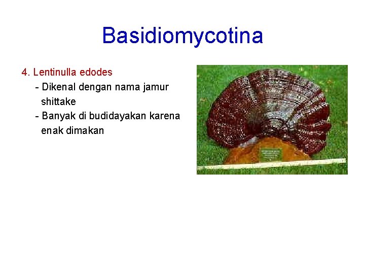 Basidiomycotina 4. Lentinulla edodes - Dikenal dengan nama jamur shittake - Banyak di budidayakan