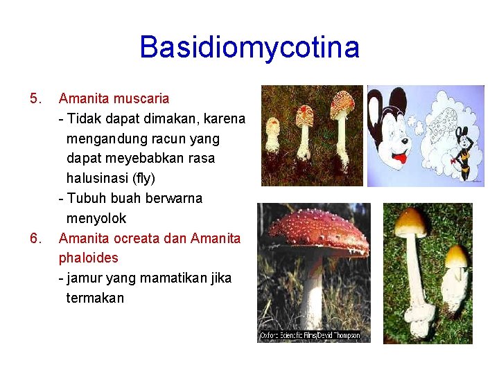 Basidiomycotina 5. 6. Amanita muscaria - Tidak dapat dimakan, karena mengandung racun yang dapat