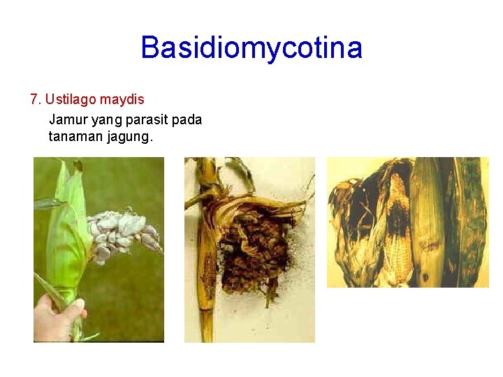 Basidiomycotina 7. Ustilago maydis Jamur yang parasit pada tanaman jagung. 