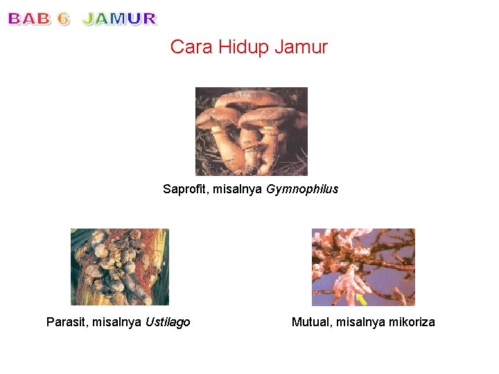 Cara Hidup Jamur Saprofit, misalnya Gymnophilus Parasit, misalnya Ustilago Mutual, misalnya mikoriza 