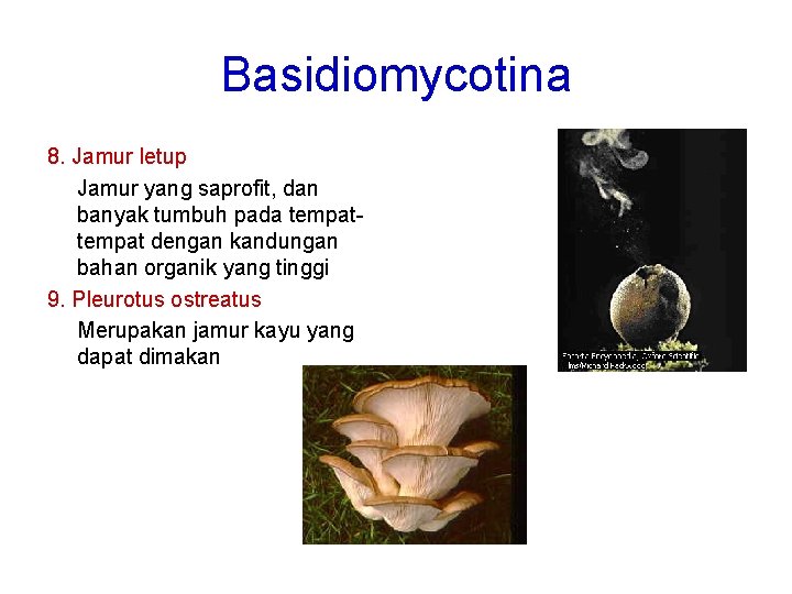 Basidiomycotina 8. Jamur letup Jamur yang saprofit, dan banyak tumbuh pada tempat dengan kandungan