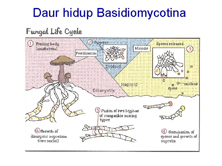 Daur hidup Basidiomycotina 