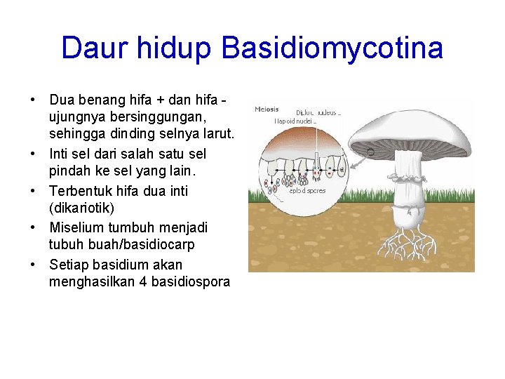 Daur hidup Basidiomycotina • Dua benang hifa + dan hifa ujungnya bersinggungan, sehingga dinding