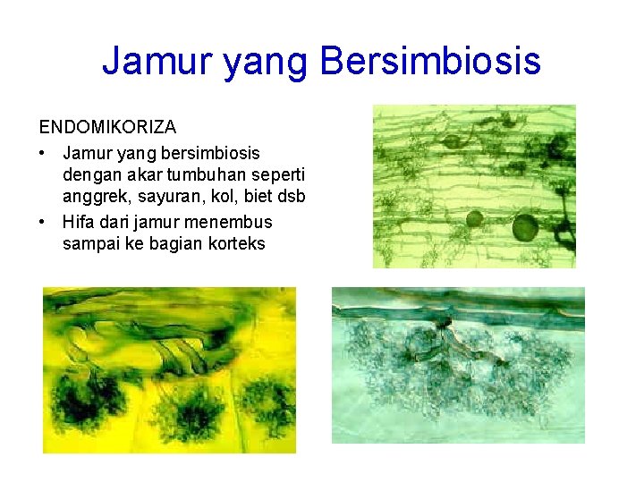 Jamur yang Bersimbiosis ENDOMIKORIZA • Jamur yang bersimbiosis dengan akar tumbuhan seperti anggrek, sayuran,