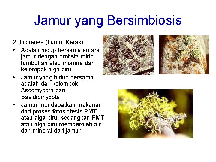 Jamur yang Bersimbiosis 2. Lichenes (Lumut Kerak) • Adalah hidup bersama antara jamur dengan