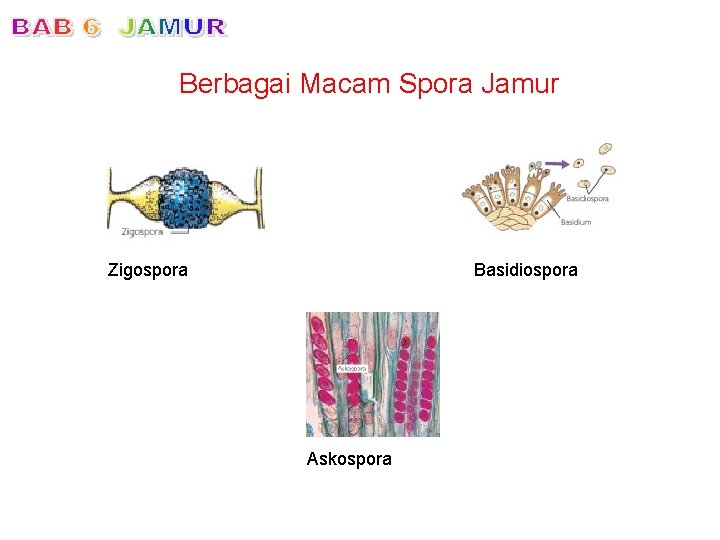 Berbagai Macam Spora Jamur Zigospora Basidiospora Askospora 