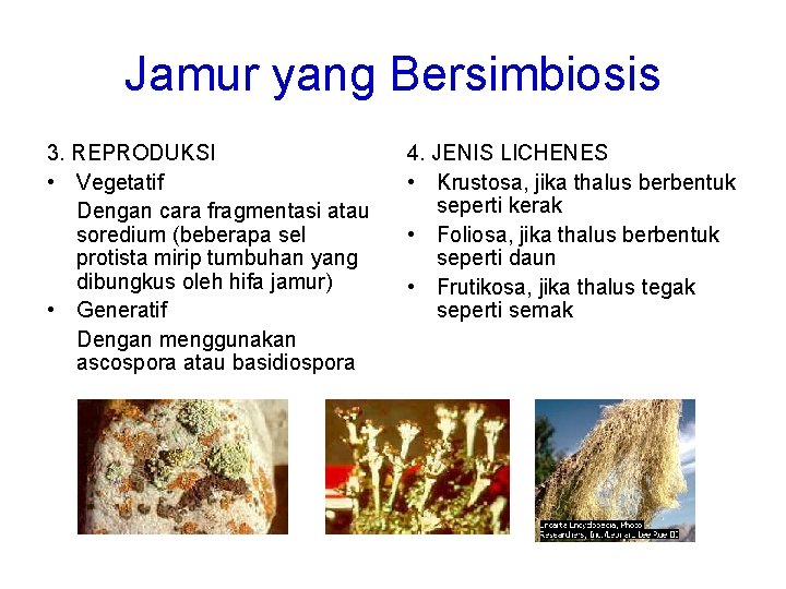 Jamur yang Bersimbiosis 3. REPRODUKSI • Vegetatif Dengan cara fragmentasi atau soredium (beberapa sel