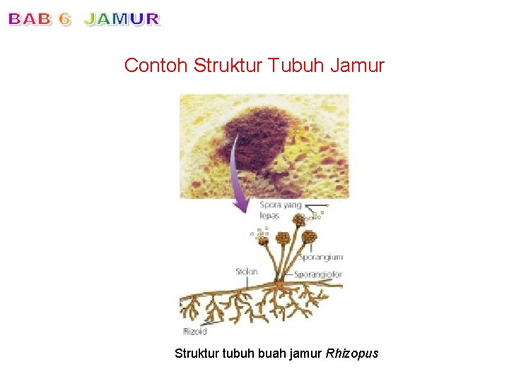 Contoh Struktur Tubuh Jamur Struktur tubuh buah jamur Rhizopus 