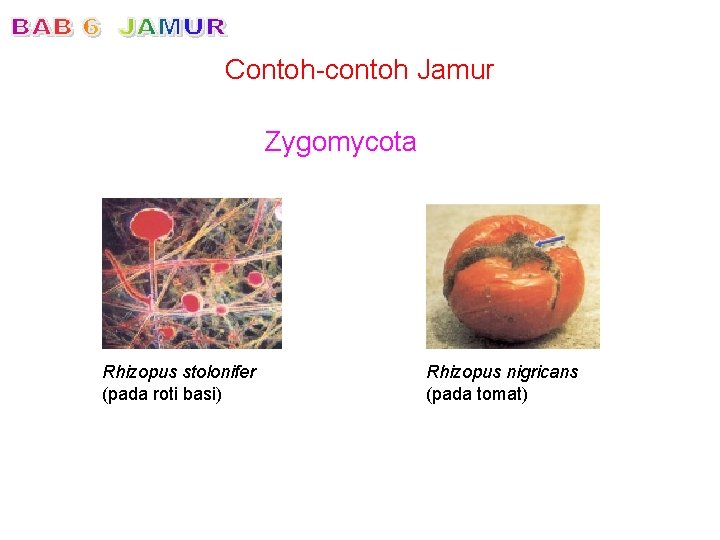 Contoh-contoh Jamur Zygomycota Rhizopus stolonifer (pada roti basi) Rhizopus nigricans (pada tomat) 
