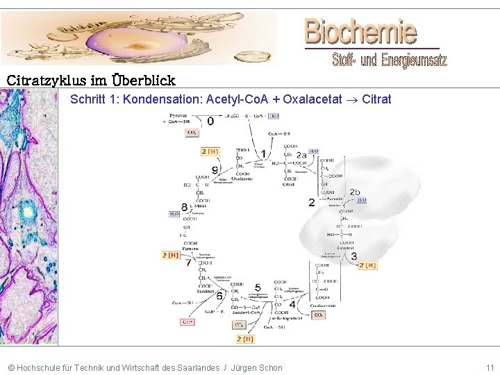 Citratzyklus im Überblick Schritt 1: Kondensation: Acetyl-Co. A + Oxalacetat Citrat © Hochschule für
