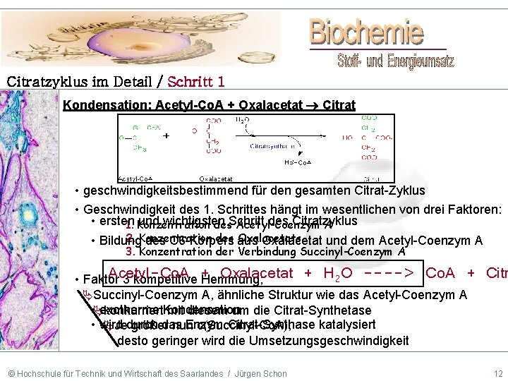 Citratzyklus im Detail / Schritt 1 Kondensation: Acetyl-Co. A + Oxalacetat Citrat • geschwindigkeitsbestimmend