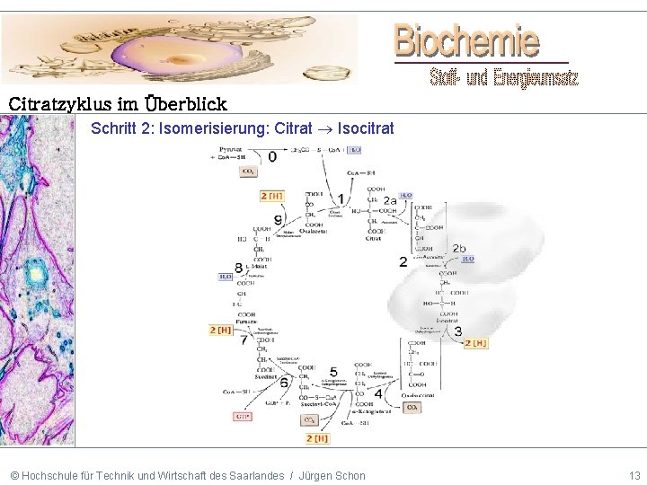 Citratzyklus im Überblick Schritt 2: Isomerisierung: Citrat Isocitrat © Hochschule für Technik und Wirtschaft