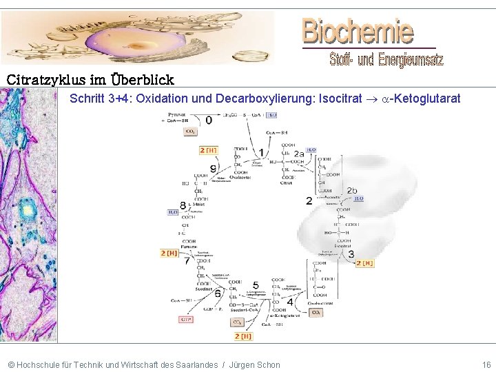 Citratzyklus im Überblick Schritt 3+4: Oxidation und Decarboxylierung: Isocitrat -Ketoglutarat © Hochschule für Technik