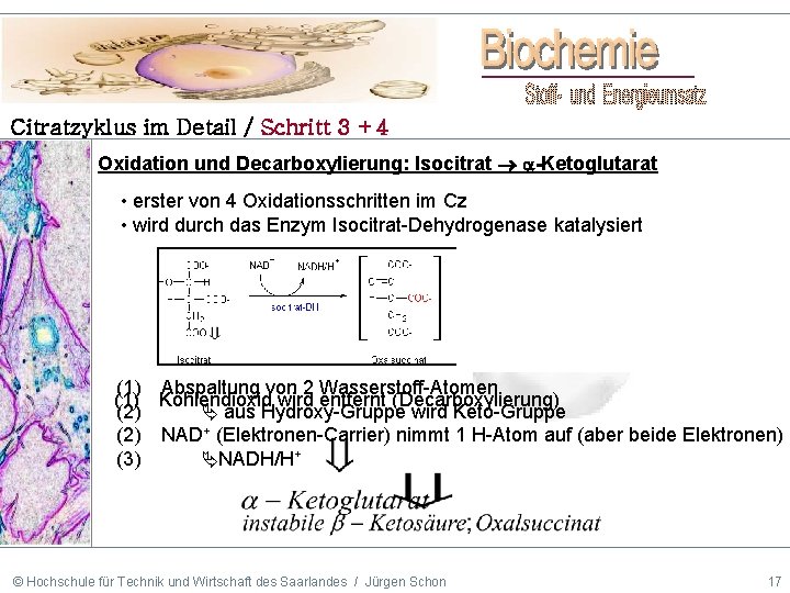 Citratzyklus im Detail / Schritt 3 +4 Oxidation und Decarboxylierung: Isocitrat -Ketoglutarat • erster