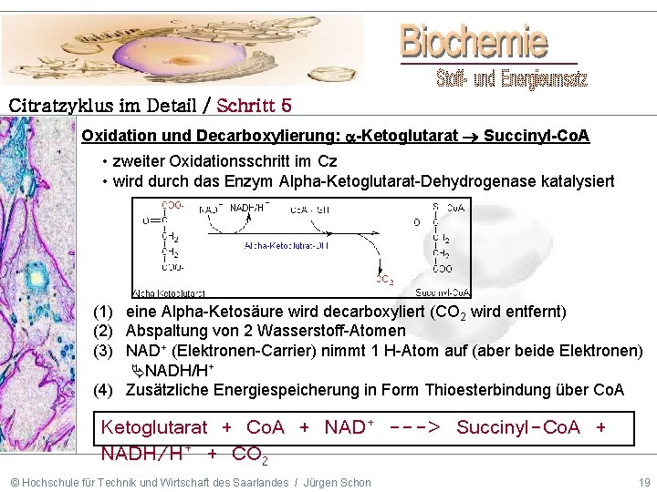 Citratzyklus im Detail / Schritt 5 Oxidation und Decarboxylierung: -Ketoglutarat Succinyl-Co. A • zweiter