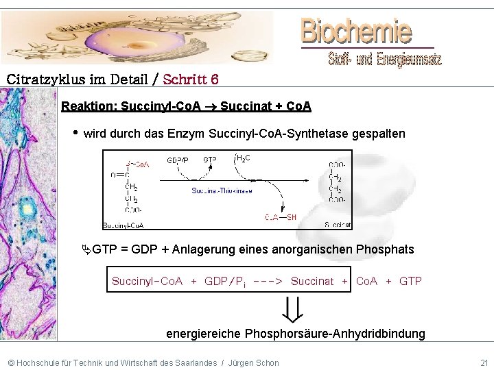 Citratzyklus im Detail / Schritt 6 Reaktion: Succinyl-Co. A Succinat + Co. A •