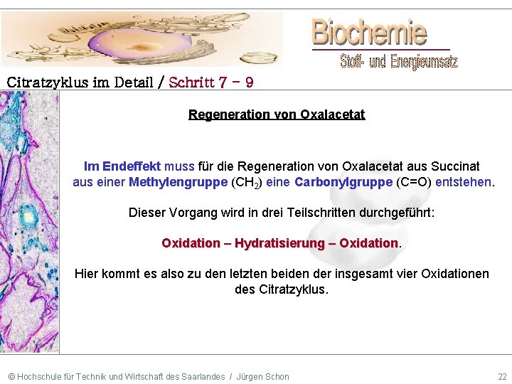 Citratzyklus im Detail / Schritt 7 - 9 Regeneration von Oxalacetat Im Endeffekt muss