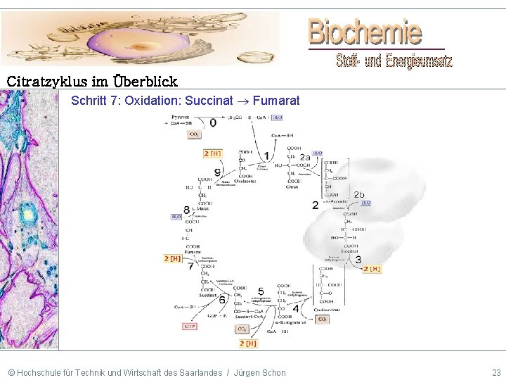 Citratzyklus im Überblick Schritt 7: Oxidation: Succinat Fumarat © Hochschule für Technik und Wirtschaft