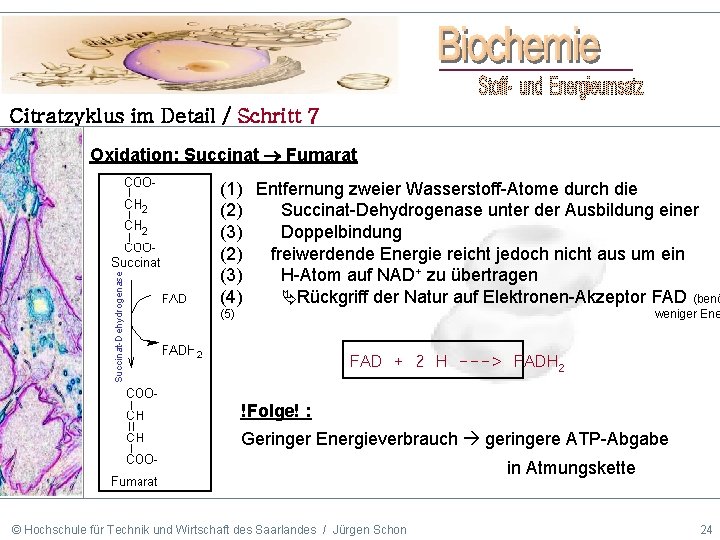 Citratzyklus im Detail / Schritt 7 Succinat-Dehydrogenase Oxidation: Succinat Fumarat (1) Entfernung zweier Wasserstoff-Atome