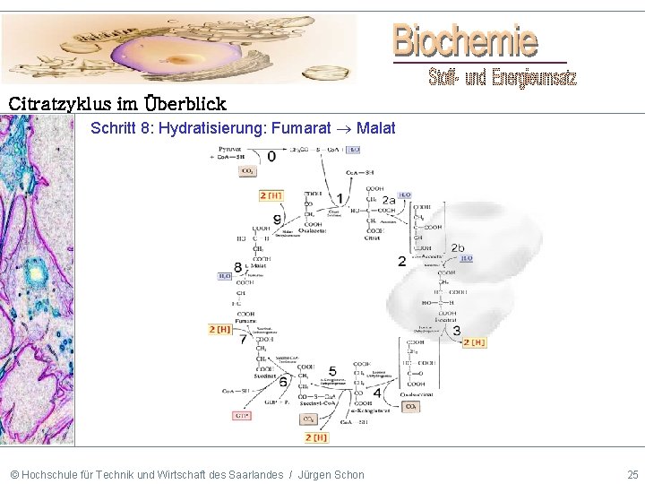 Citratzyklus im Überblick Schritt 8: Hydratisierung: Fumarat Malat © Hochschule für Technik und Wirtschaft