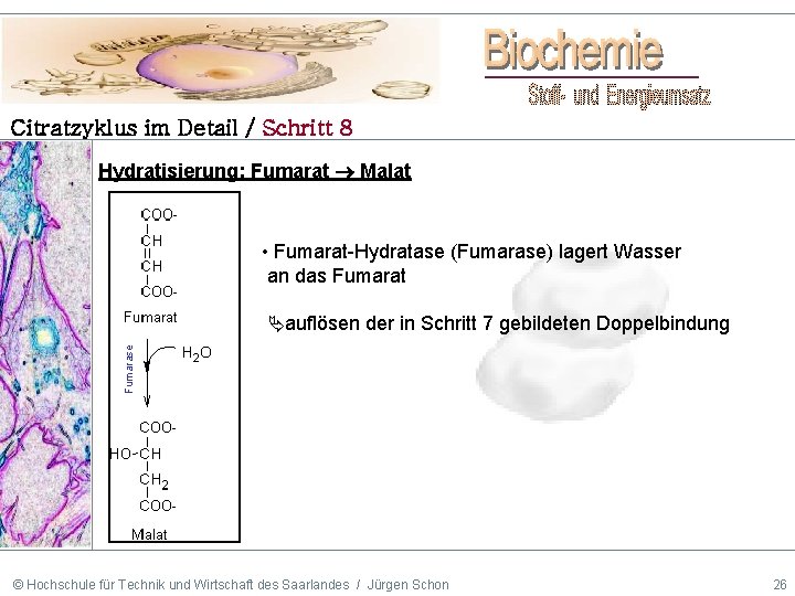 Citratzyklus im Detail / Schritt 8 Hydratisierung: Fumarat Malat • Fumarat-Hydratase (Fumarase) lagert Wasser