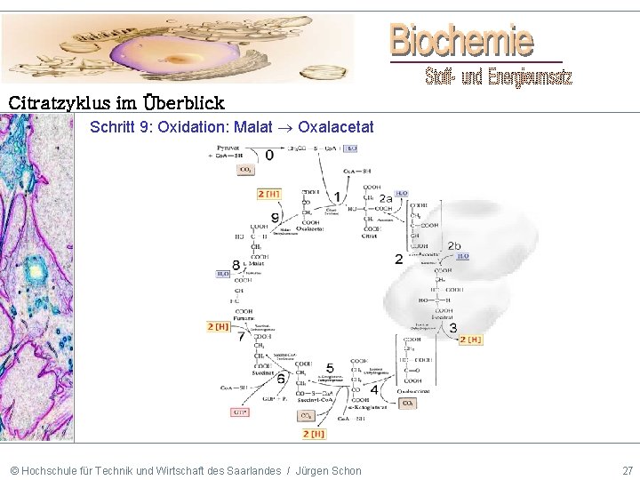 Citratzyklus im Überblick Schritt 9: Oxidation: Malat Oxalacetat © Hochschule für Technik und Wirtschaft