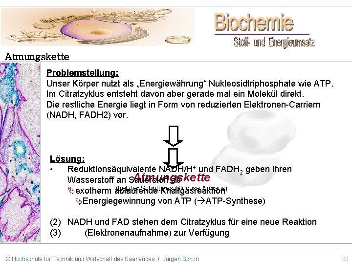 Atmungskette Problemstellung: Unser Körper nutzt als „Energiewährung“ Nukleosidtriphosphate wie ATP. Im Citratzyklus entsteht davon