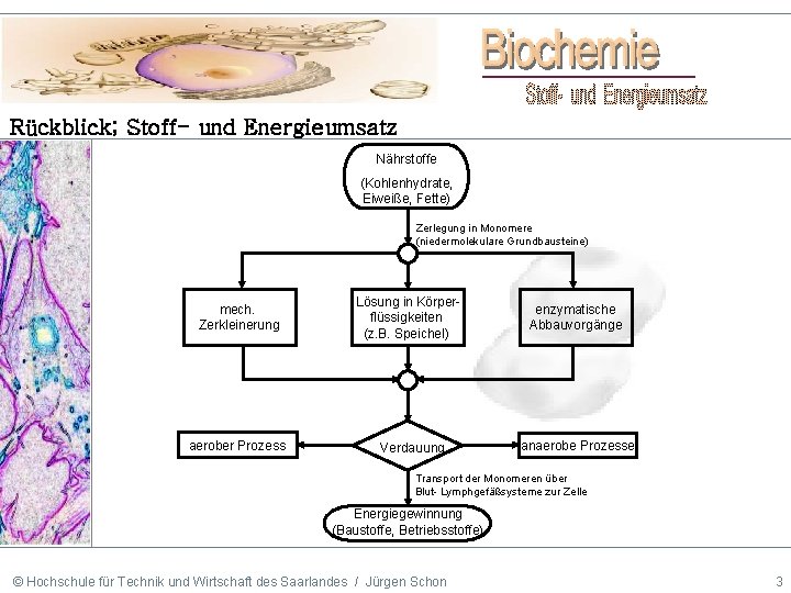 Rückblick; Stoff- und Energieumsatz Nährstoffe (Kohlenhydrate, Eiweiße, Fette) Zerlegung in Monomere (niedermolekulare Grundbausteine) mech.