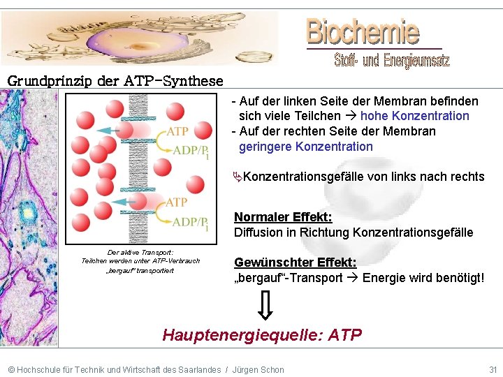 Grundprinzip der ATP-Synthese - Auf der linken Seite der Membran befinden sich viele Teilchen