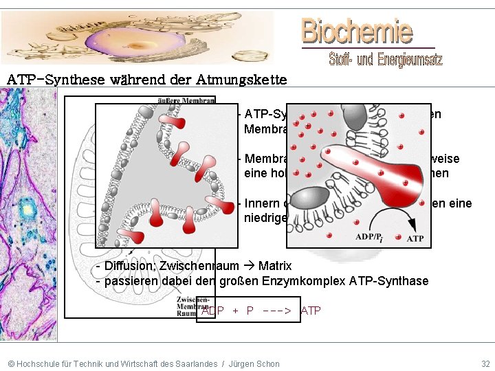 ATP-Synthese während der Atmungskette - ATP-Synthese findet an der inneren Membran der Mitochondrien statt