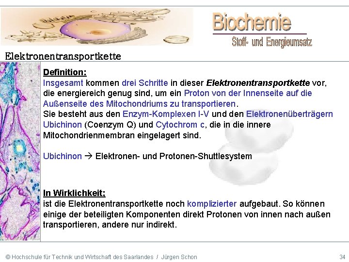 Elektronentransportkette Definition: Insgesamt kommen drei Schritte in dieser Elektronentransportkette vor, die energiereich genug sind,