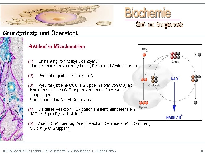 Grundprinzip und Übersicht Ablauf in Mitochondrien (1) Enstehung von Acetyl-Coenzym A (durch Abbau von